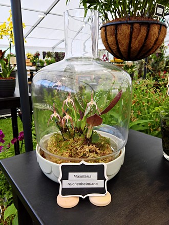 Terrarium of Maxillaria reichenheimiana